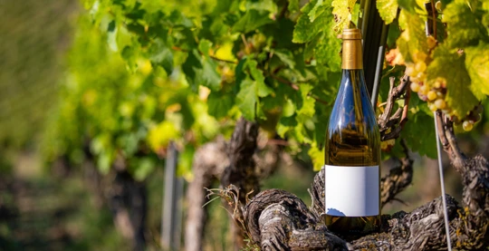 Degustazione di vini alsaziani