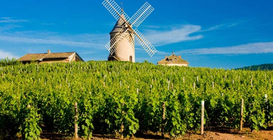 Beaujolais-Ausflug und Verkostung von Trevoux