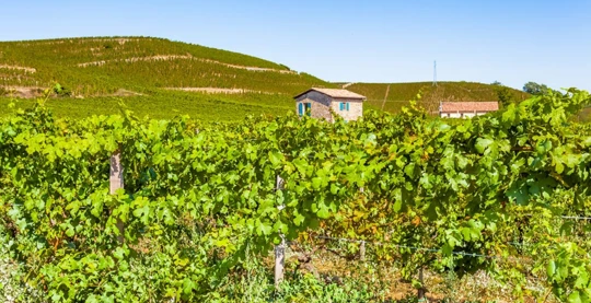 Wanderung in Tain l’Hermitage und Weinverkostung