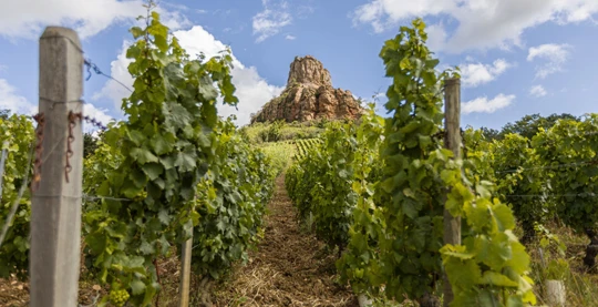 Dégustation de vins du Mâconnais