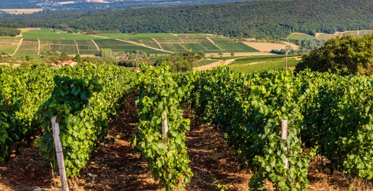 Visite de “La Ville du Sud de la Bourgogne” Mâcon
