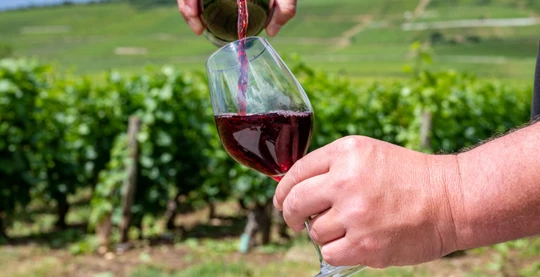 Dégustation de vins des Côtes de Nuits