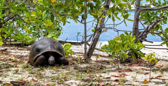 The chance to see turtles and many bird species in Aldabra