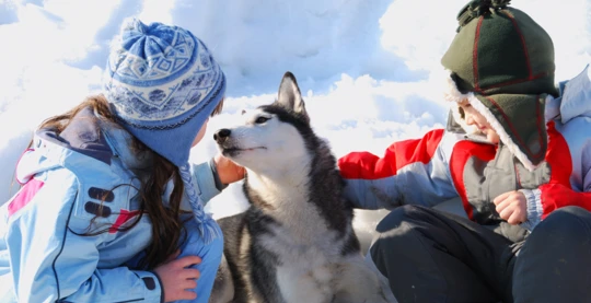 Meet a Sled Dog