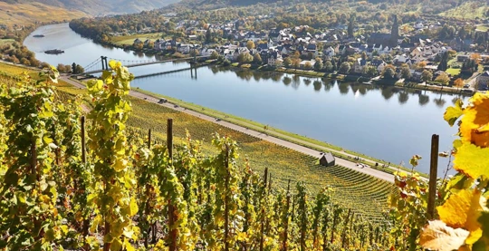 Winery visit and wine tasting in Bernkastel