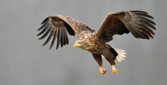 Sea eagle safari in a RIB
