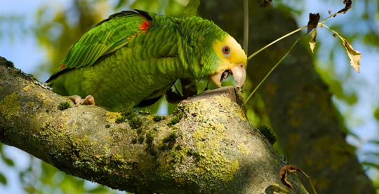 Observation des oiseaux