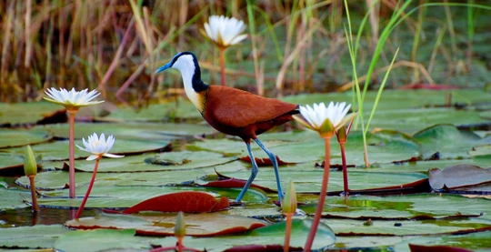 Avistamiento de aves africanas