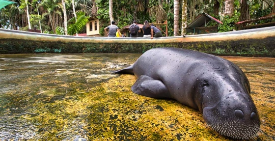 Visite du centre de sauvetage des lamantins
