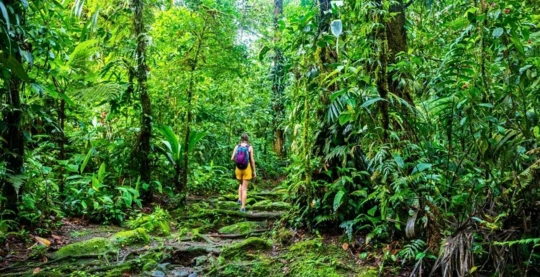 Caminata por la selva en San Pedro o en el bosque de Puerto Prado