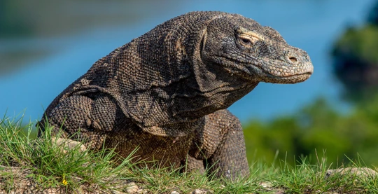 Scoperta dei draghi di Komodo da vicino
