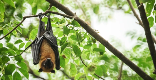 Scopri il volo dei pipistrelli frugivori a Satonda