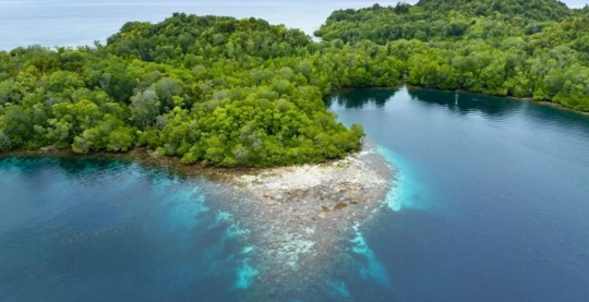 Escursione nelle mangrovie dell'isola Yangeffo