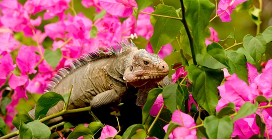 Discover exceptional wild flora and fauna