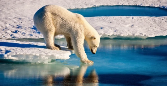 Visita de Liefdefjorden