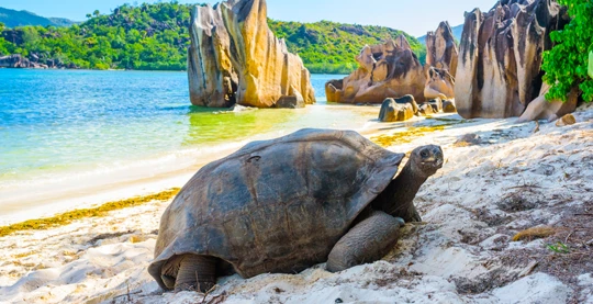 Kaleidoscope of marine life: tropical fish, dazzling corals and sea turtles