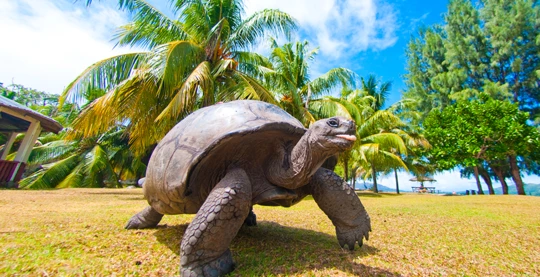 Encounter with giant tortoises