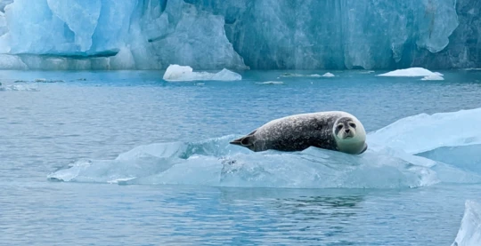 Observation des phoques