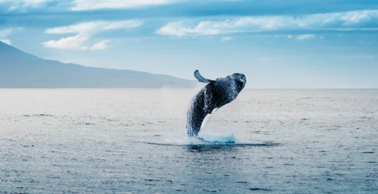 Observation des baleines à bosse
