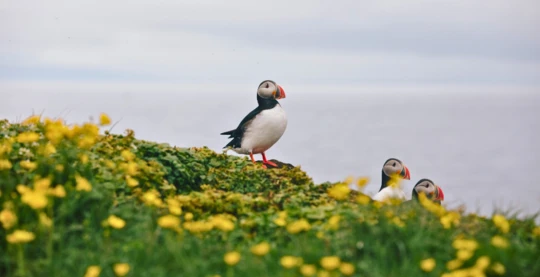 Observation du macareux moine