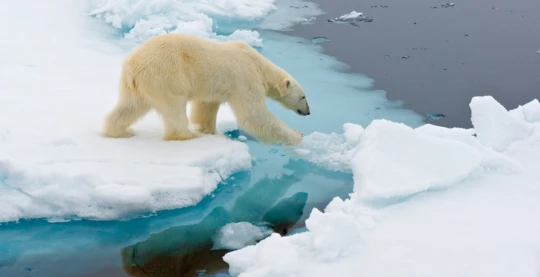 Eisbären beobachten