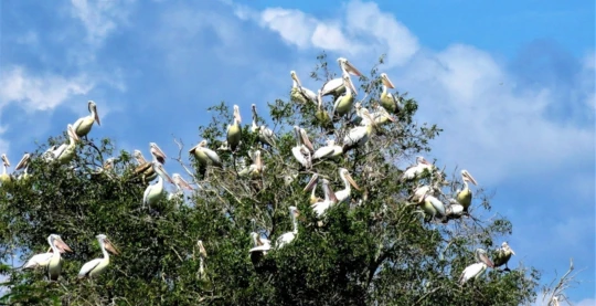 Visite de la réserve ornithologique de Prek Toal