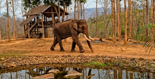 Conférence sur les éléphants laotiens