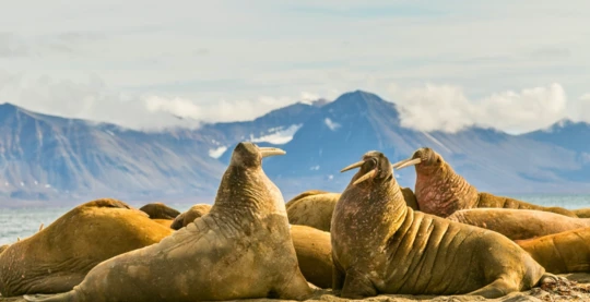 Visite de Forlandsundet