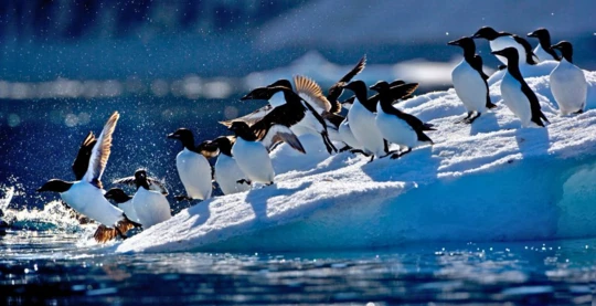 Observation des oiseaux