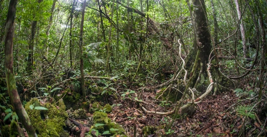 Scoperta delle foreste di Kapatcol