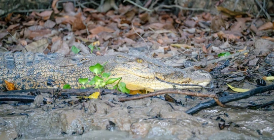 Scoperta del Crocodile River