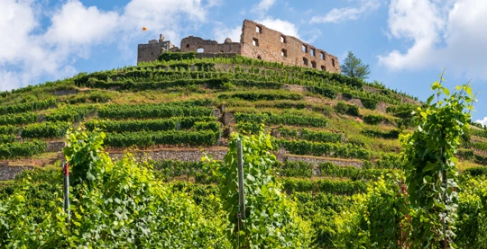 Distillerie médiévale Staufen et Schnapps