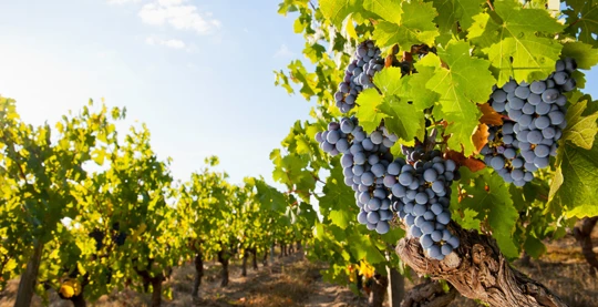 Staufen et vin médiévaux