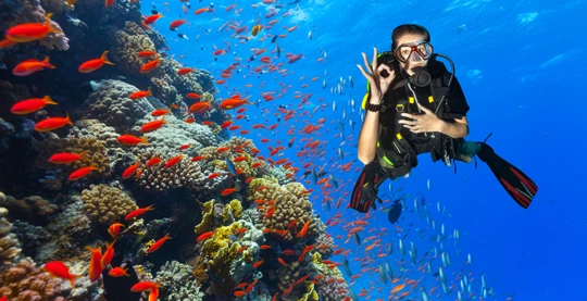 3 plongées par jour, dont une de nuit, sauf les jours 2 et 7 où deux plongées sont prévues