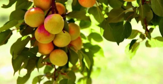 Krems : Expérience Abricot