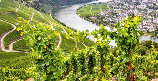 Bernkastel-Kues : balade en combi à travers les merveilles de la Moselle
