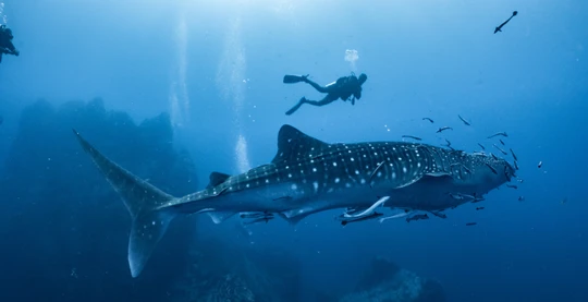 Incontro con gli squali balena tra giugno e novembre