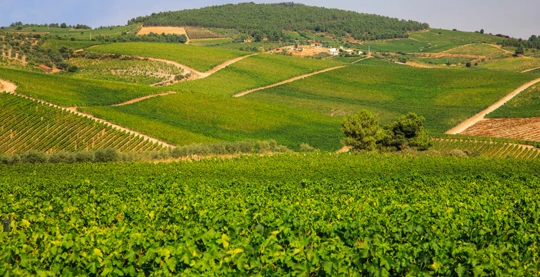 Favaios-Bäckerei und Mittagessen in Quinta Avessada