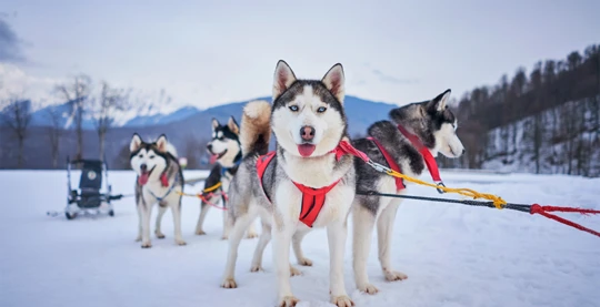 Visite d’un élevage de chiens de traineau