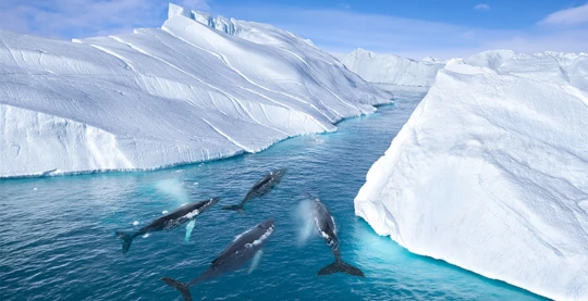 Le fjord de glace d’Ilulissat par la mer
