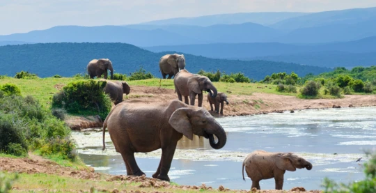 Visit to Addo National Park