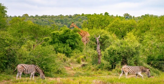 Visit to the Hluhluwe reserve