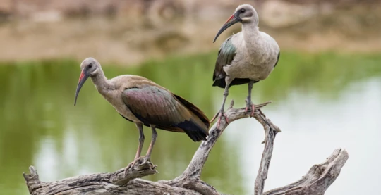 Birdwatching in St Lucia
