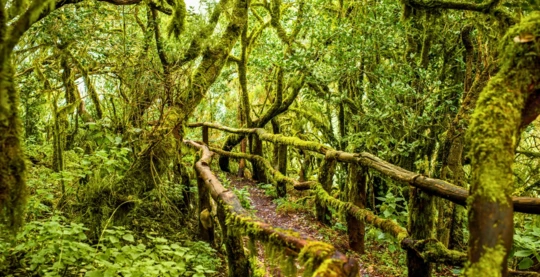 Excursion to Garajonay National Park