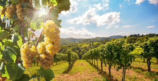 Visite de la cave Semeli