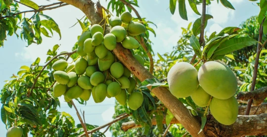 Degustación de mangos frescos en una granja de mangos