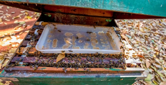 Observación de los apicultores y degustación de miel fresca, té con miel y frutas tropicales