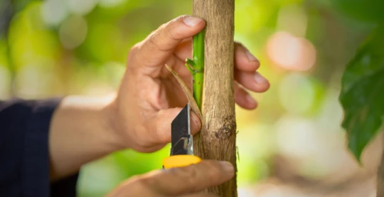 Visita a una casa local y observación de la fabricación de trampas de bambú para peces