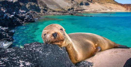 Explore Sullivan Bay on Santiago Island