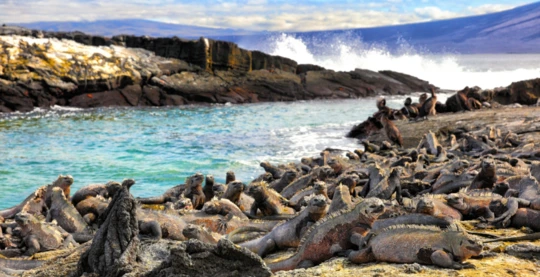 Visit Fernandina Island